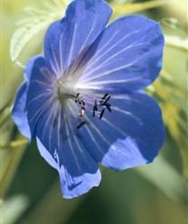 Marilyn Beatty obituary, 1924-2009, Germantown, TN