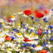 Patricia Ablewhite obituary, Eastbourne, East Sussex
