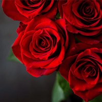 bertha-lee-dixon-obituary-2026-columbus-ga-sconiers-funeral-home