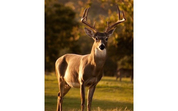 William Anderson Obituary BurnhamOursKolstad Family Funeral Home 2024