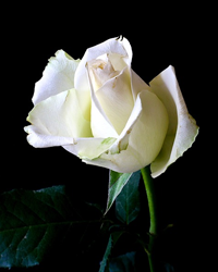 Blanche Bell Obituary (1924 - 2022) - Harriman, TN - Legacy Remembers