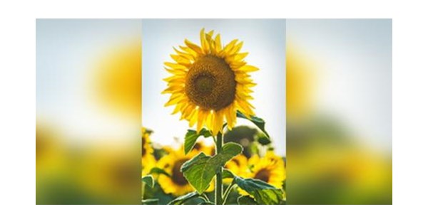 Catherine Listi Obituary (2022) - Yonkers, NY - F. Ruggiero & Sons, Inc ...