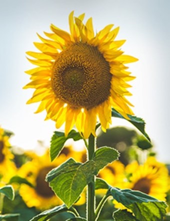 Dortch Williamson Funeral Cremation Services