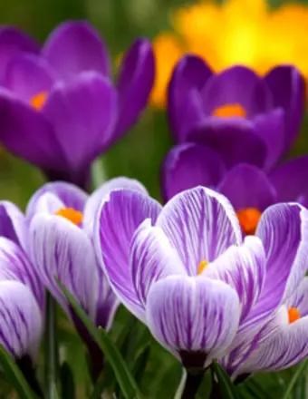 Marcia Payton Obituary (2025) - Des Moines, IA - Simplify Cremations ...