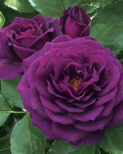 Home  Purple Rose Legacy